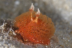 Madrella ferruginosa