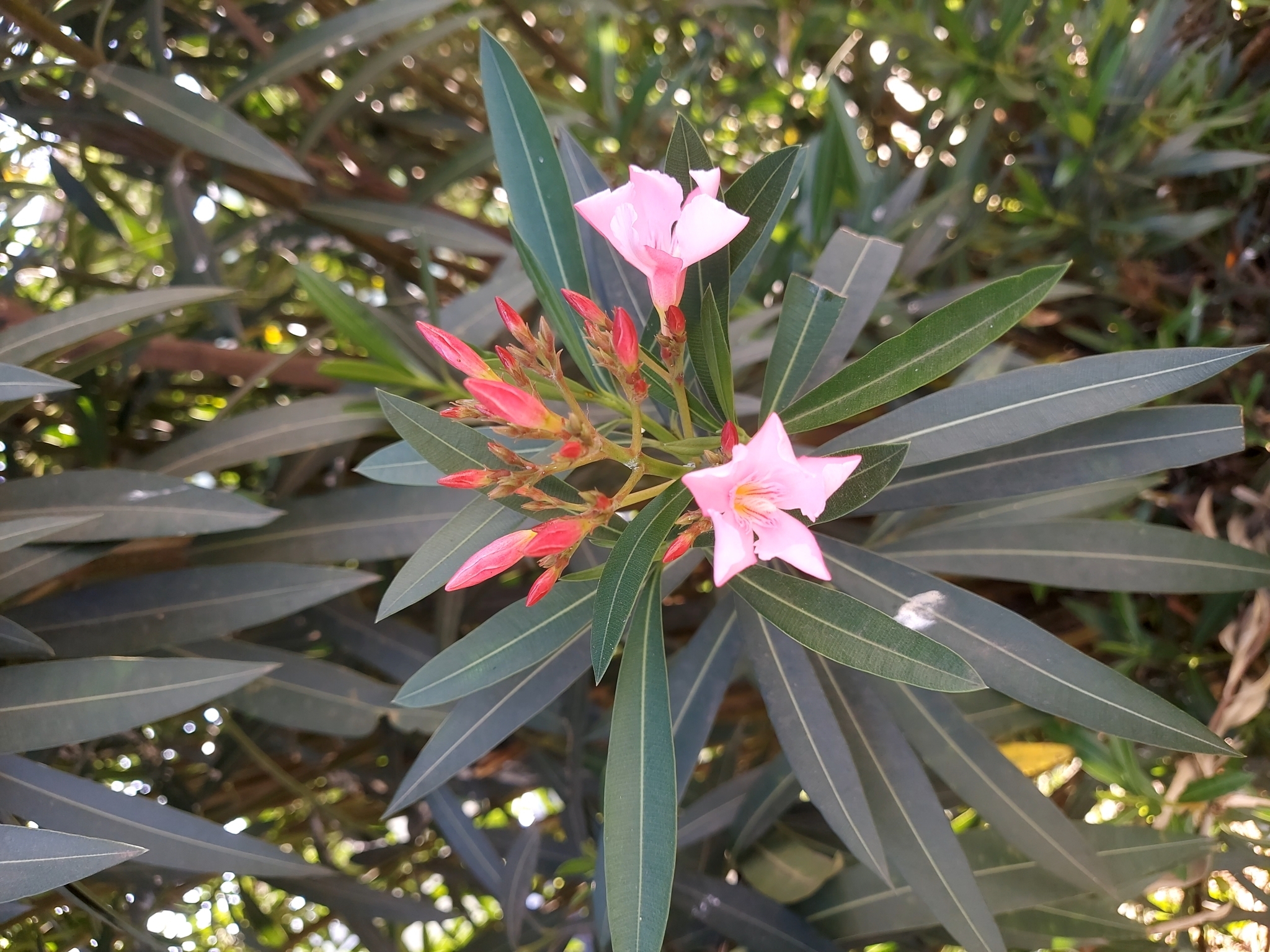 Nerium oleander