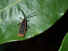 Xylobanus coenosus