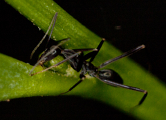 Leptomyrmex mjobergi