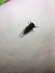 Popplepsalta notialis