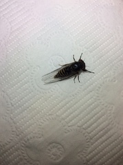 Popplepsalta notialis