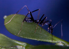Leptomyrmex mjobergi