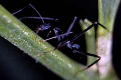 Leptomyrmex mjobergi