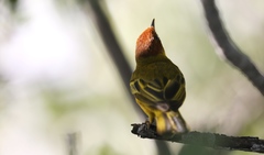 Setophaga petechia bryanti