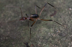 Leptomyrmex cnemidatus