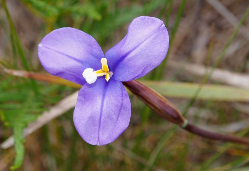 Purple Flag