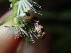 Castiarina inconspicua