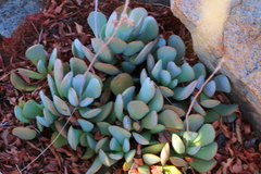 Adromischus umbraticola