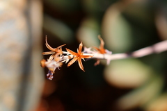 Adromischus umbraticola