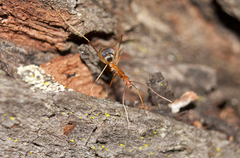 Leptomyrmex rufipes