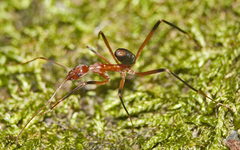Leptomyrmex cnemidatus