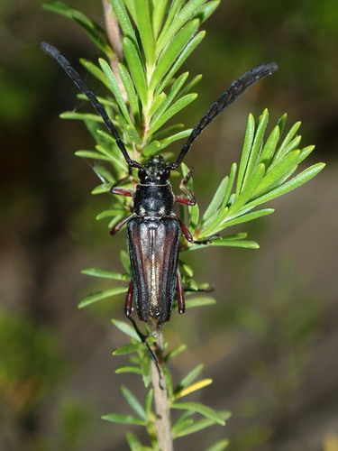 Distichocera maculicollis
