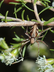 Oxyopes amoenus