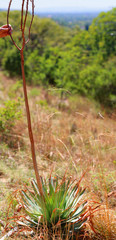 Aloe pretoriensis