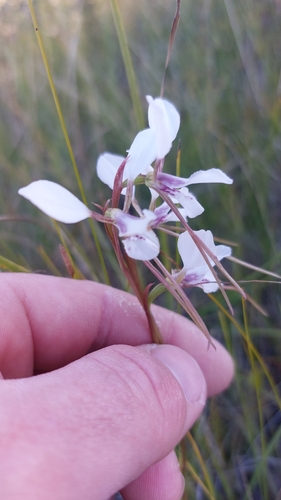 white donkey orchid (Diuris alba)