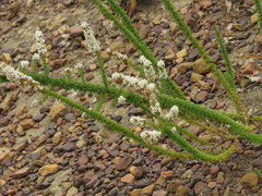 Globulariopsis adpressa