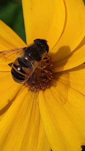 Unknown species found near West Minnehaha, Vancouver, WA, USA
