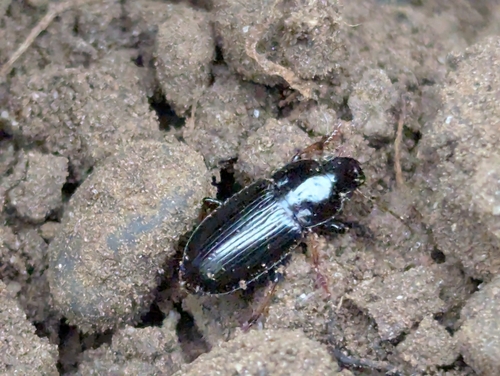 Two-marked harp ground beetle photo 5