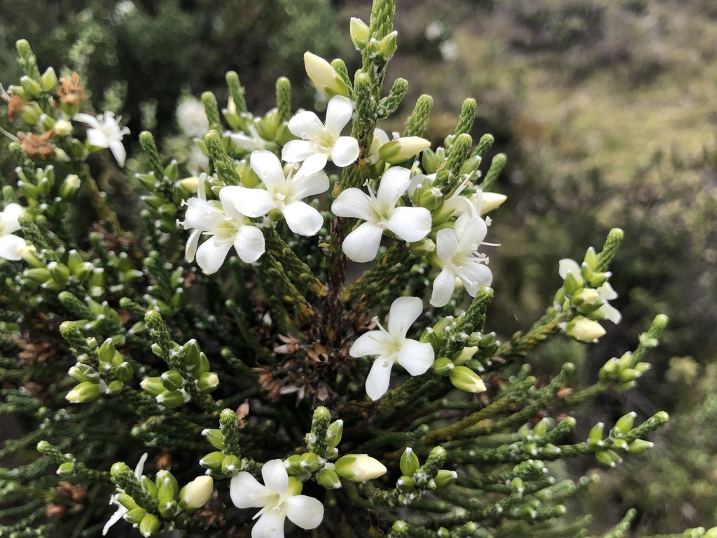 Aragoa lycopodioides