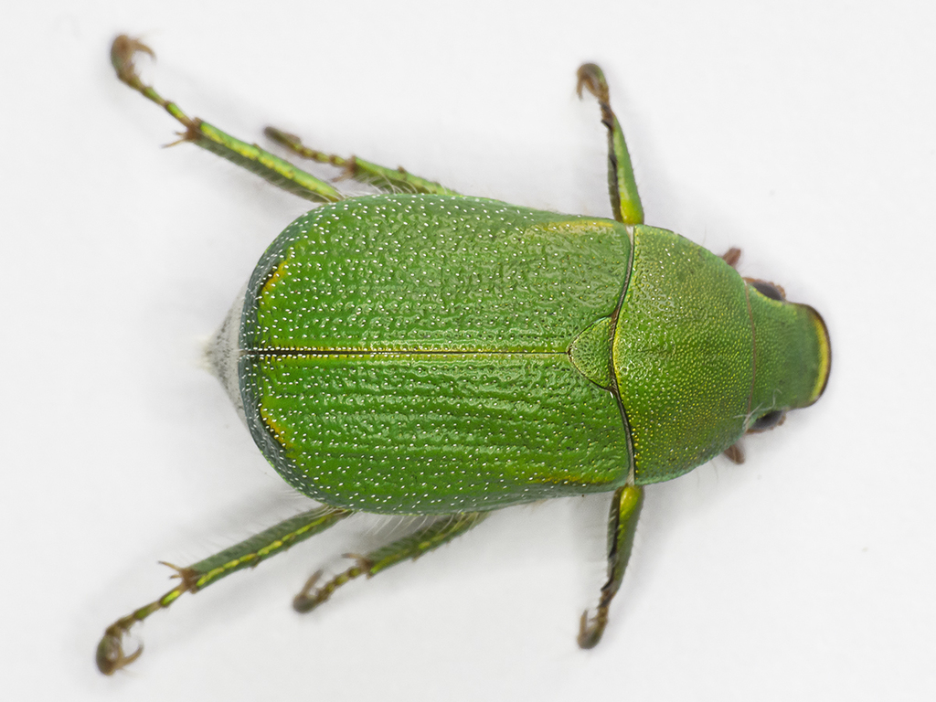 Brachysternina