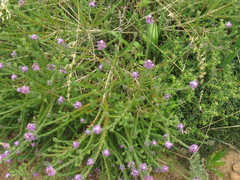 Aspalathus cephalotes violacea