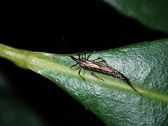 Idolothrips spectrum