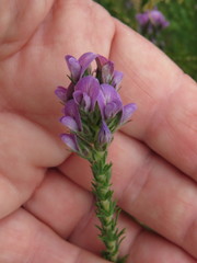 Aspalathus cephalotes violacea
