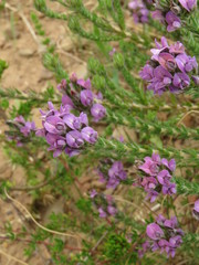 Aspalathus cephalotes violacea