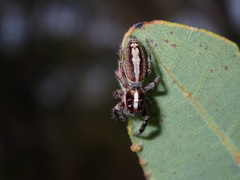 Sandalodes bipenicillatus