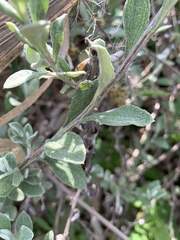 Helichrysum odoratissimum