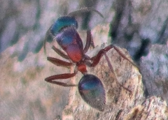 Calomyrmex