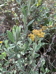 Helichrysum odoratissimum