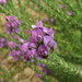 Purplehead Capegorse - Photo (c) Hedi Stummer, some rights reserved (CC BY-NC), uploaded by Hedi Stummer