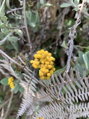Helichrysum odoratissimum