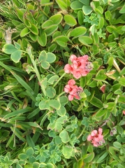 Indigofera porrecta