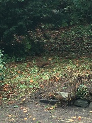 Sciurus vulgaris