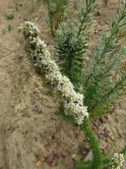 Globulariopsis adpressa