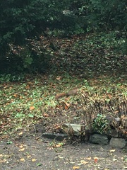 Sciurus vulgaris