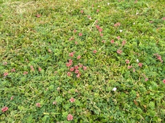 Indigofera porrecta