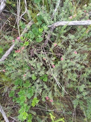 Indigofera glaucescens