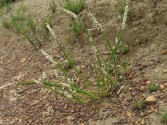 Globulariopsis adpressa