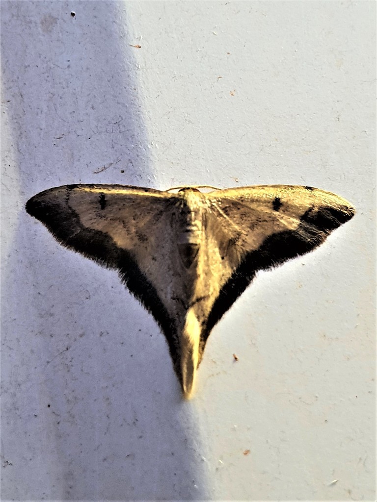 Idaea longicauda