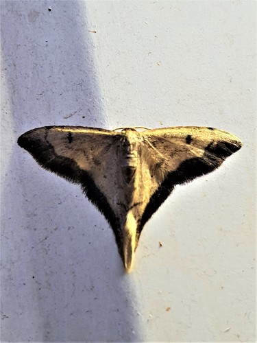 Idaea longicauda