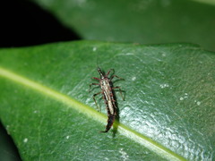 Idolothrips spectrum