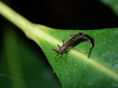 Idolothrips spectrum