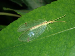 Norfolius howensis