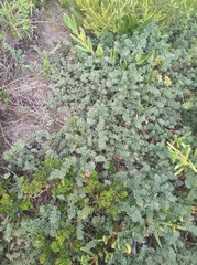 Indigofera glaucescens