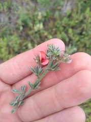Indigofera glaucescens