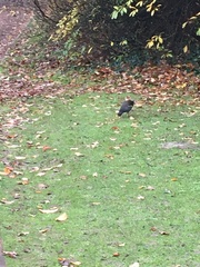 Gallinula chloropus